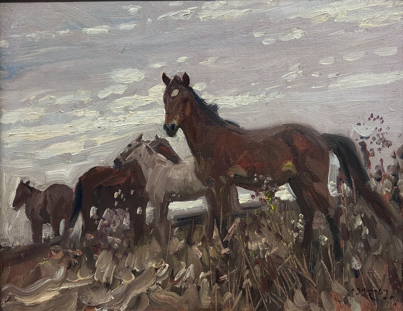 Colts in a meadow